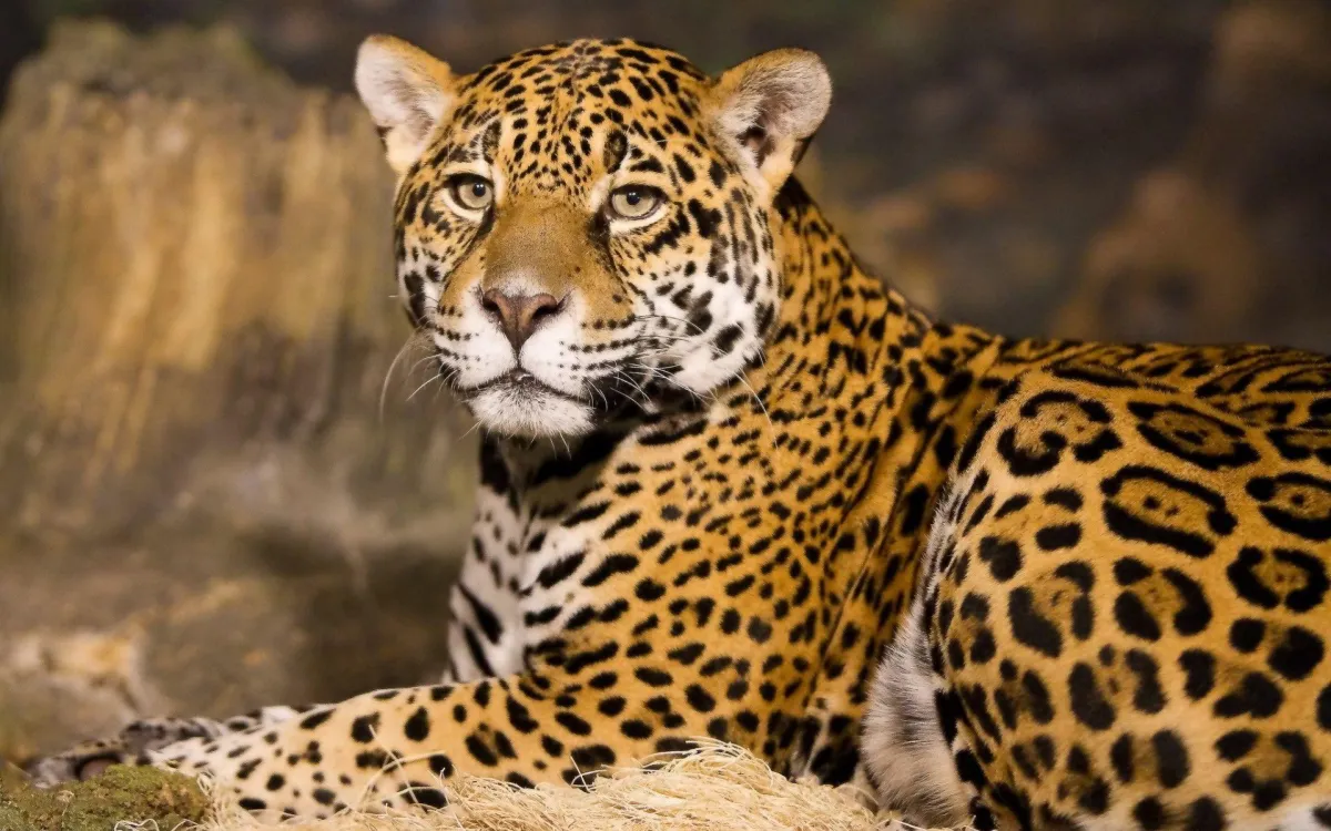 Jaguar Land Rover